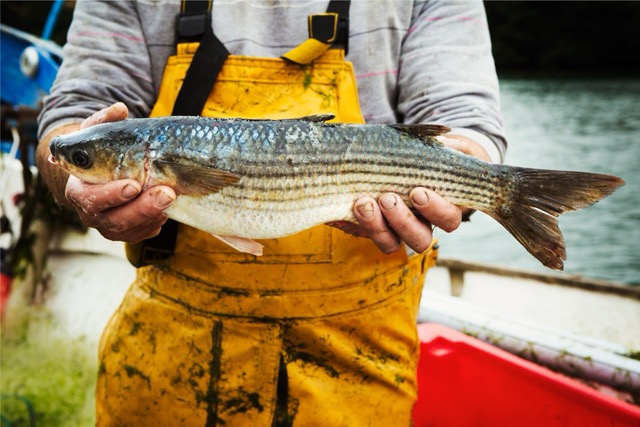 Trophy striped bass catch